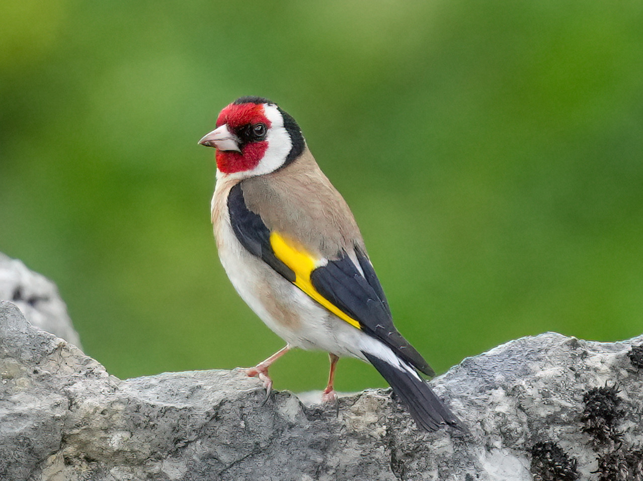 Stieglitz <br><span style='font-size: 85%; font-style: italic;'>Carduelis carduelis</span>-image
