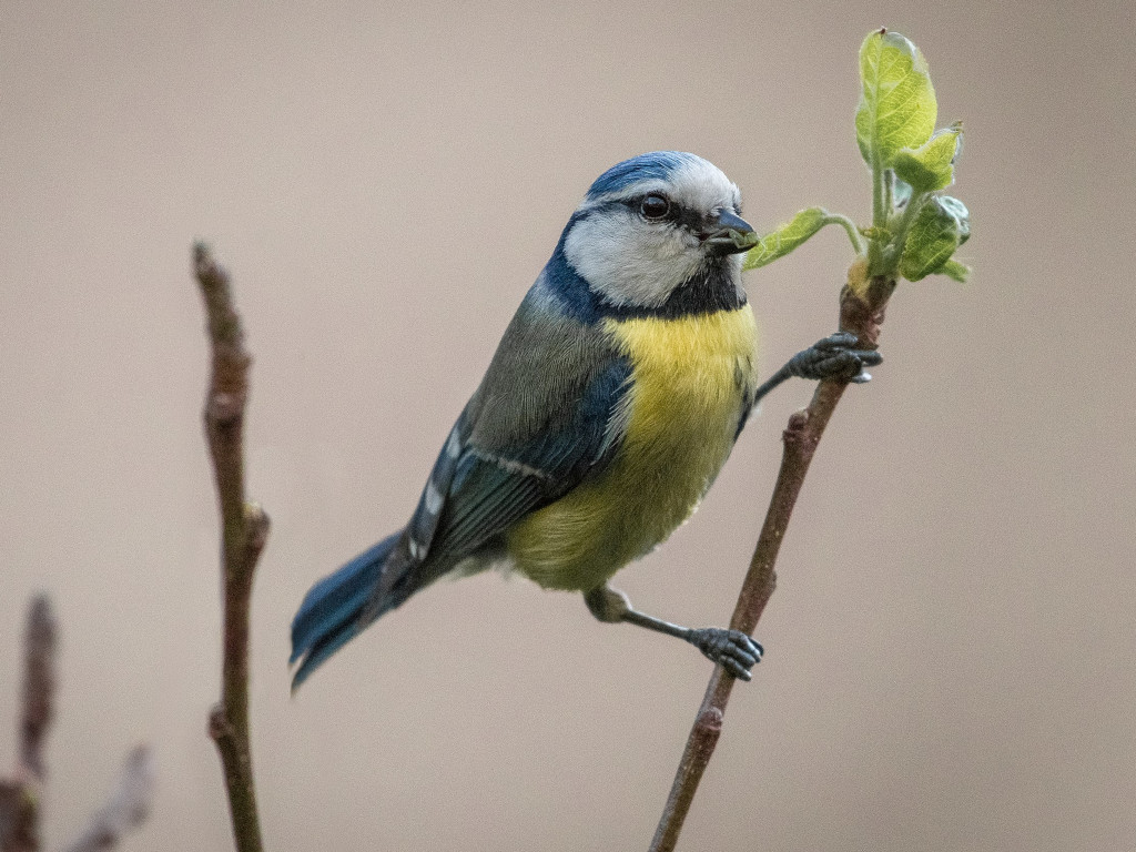 Blaumeise <br><span style='font-size: 85%; font-style: italic;'>Cyanistes caeruleus</span>-image