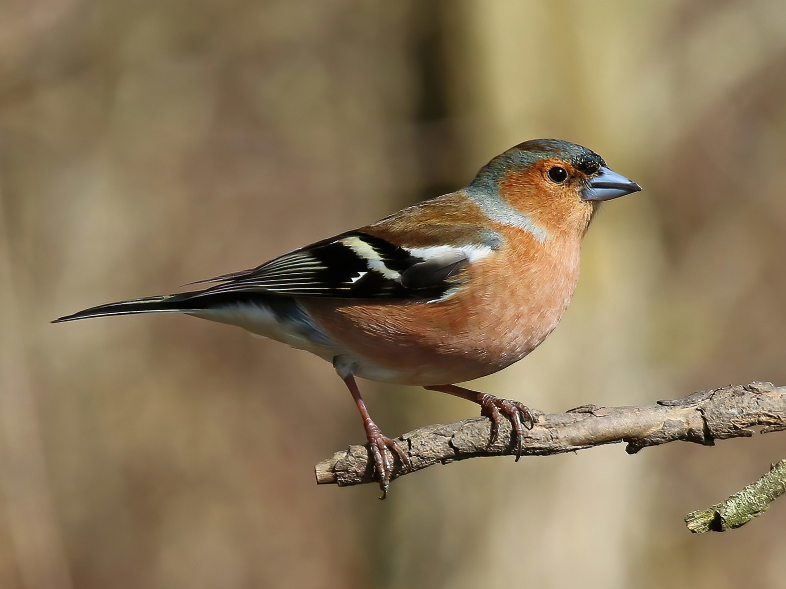 Buchfink <br><span style='font-size: 85%; font-style: italic;'>Fringilla coelebs</span>-image