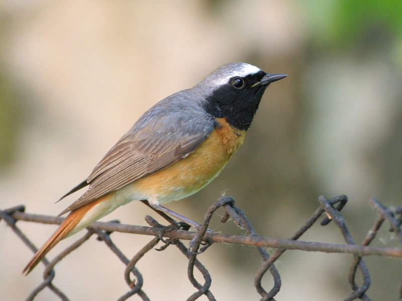 Gartenrotschwanz <br><span style='font-size: 85%; font-style: italic;'>Phoenicurus phoenicurus</span>-image