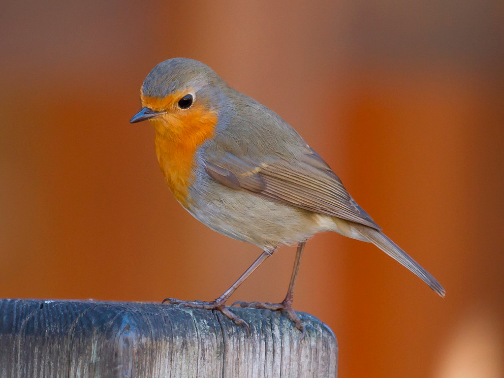 Rotkehlchen <br><span style='font-size: 85%; font-style: italic;'>Erithacus rubecula</span>-image